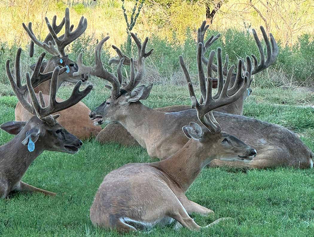 Indian Hills Ranch